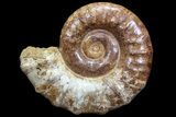 Jurassic Ammonite Fossil - Madagascar #77647-1